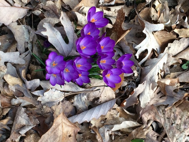 Organization Photo  (81100)