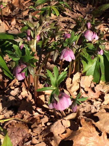 Organization Photo  (81106)