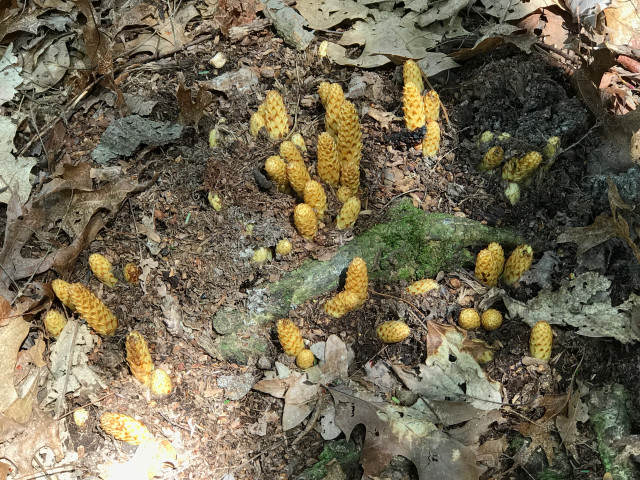 Organization Photo  (116258)