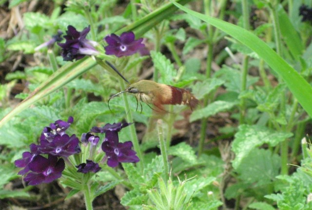 Organization Photo  (81008)