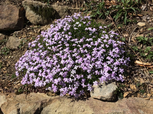 Organization Photo  (80996)