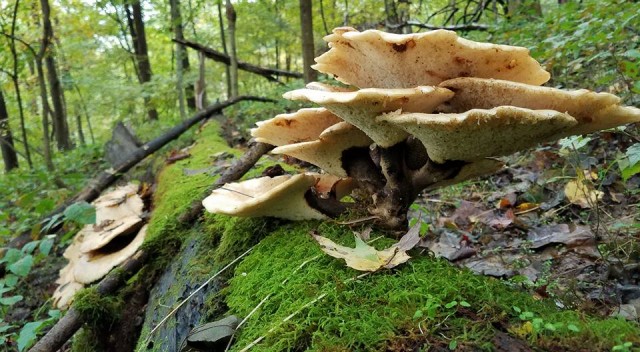 Organization Photo  (74264)