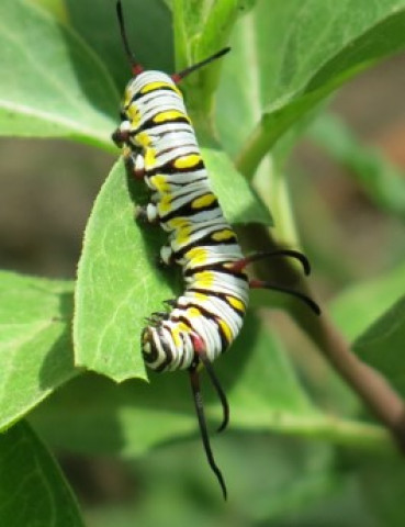 Agency Photo  (117726)