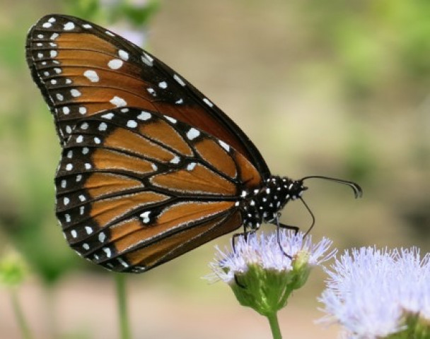 Agency Photo  (117722)