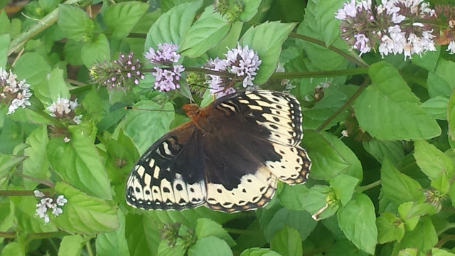 Agency Photo  (117516)