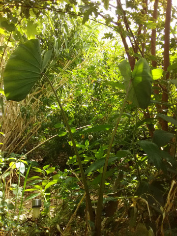 Agency Photo  (117509)