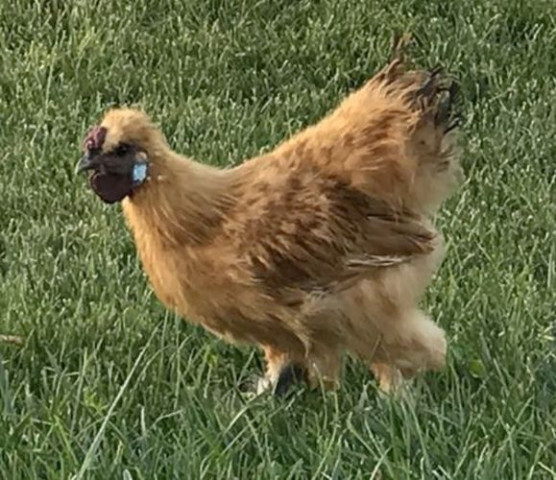 Agency Photo  (117511)