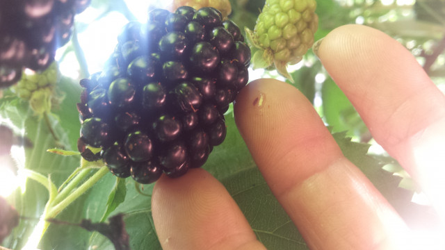 Agency Photo  (117515)