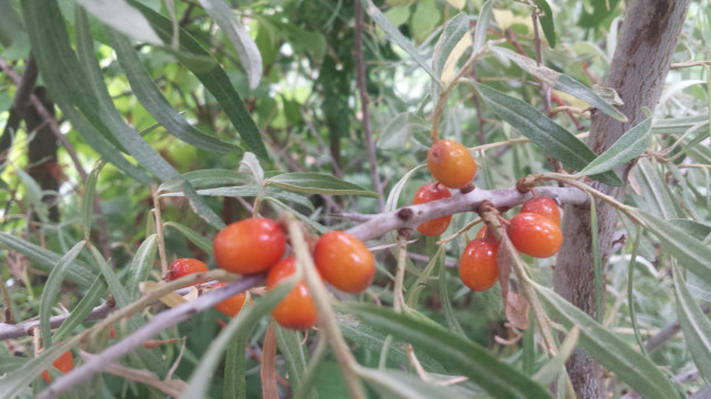 Agency Photo  (117517)