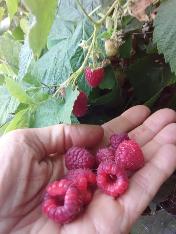 Agency Photo  (117510)