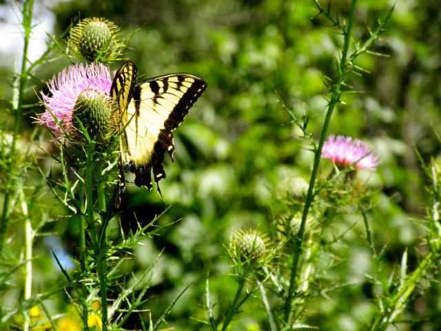 Agency Photo  (131994)