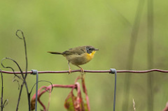 Agency Photo  (131996)