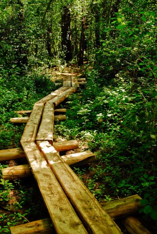 Organization Photo  (183704)