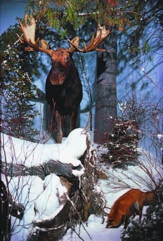 Organization Photo  (74955)