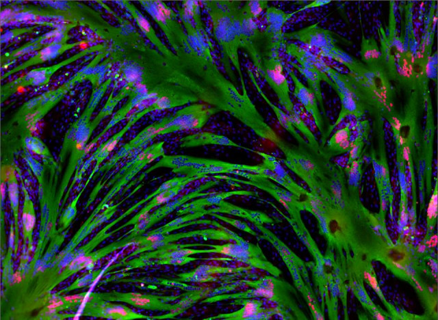 Organization Photo  (141647)