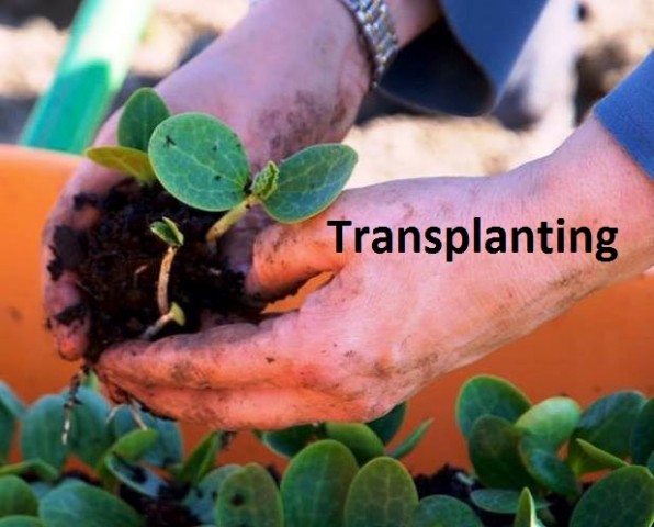 Organization Photo  (87848)