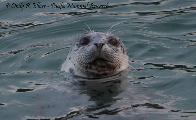 Agency Photo  (176154)