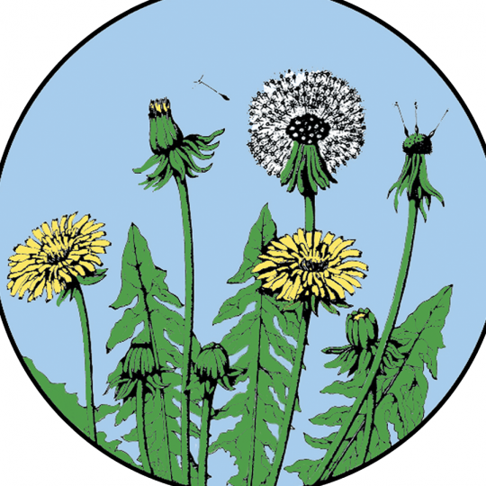 Organization Logo
