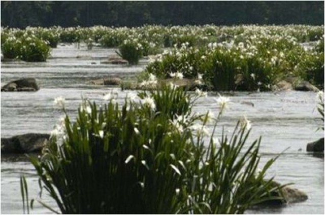 Agency Photo  (77163)