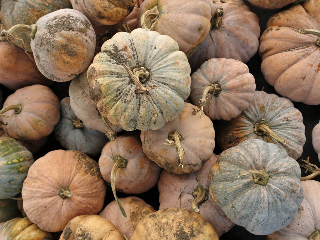 Nonprofit Photo  (152223)