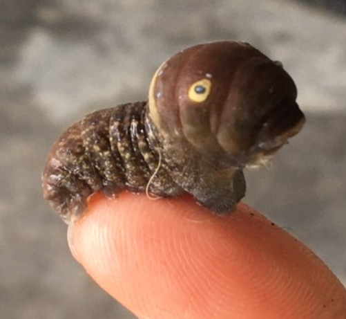 Agency Photo  (264125)