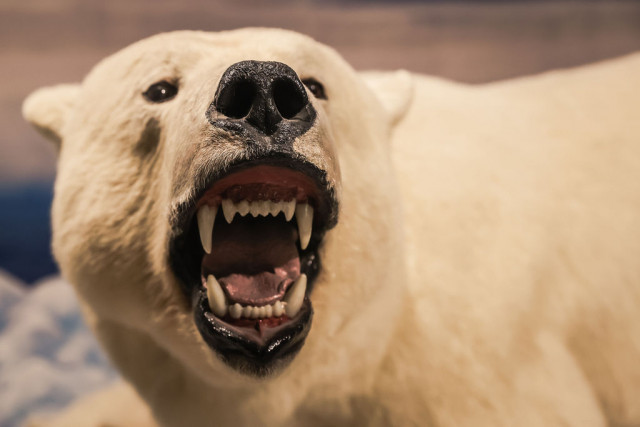 Agency Photo  (177485)