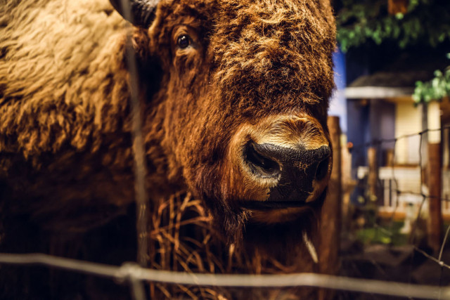 Agency Photo  (177491)