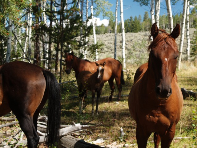 Agency Photo  (97545)