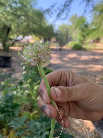 Program Photo  (182823)