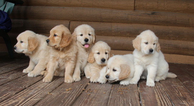 Network Photo  (175469)