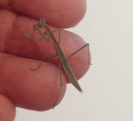 Agency Photo  (153966)