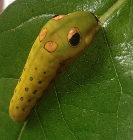 Agency Photo  (153965)