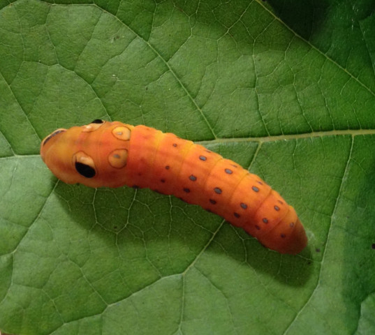 Agency Photo  (153964)