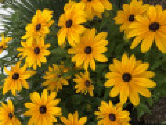 Agency Photo  (190285)