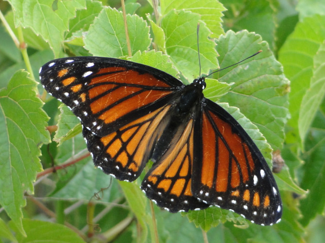 Agency Photo  (153979)