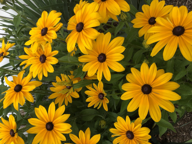 Agency Photo  (153961)