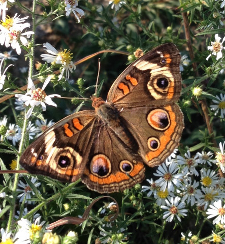 Agency Photo  (153981)