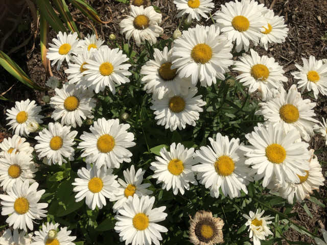 Agency Photo  (153971)