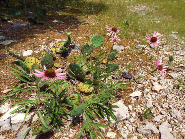 Park Photo  (163552)