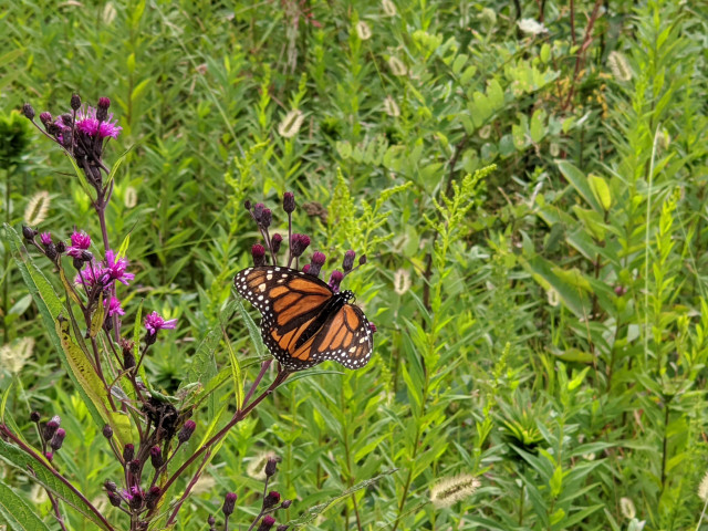 Park Photo  (162559)