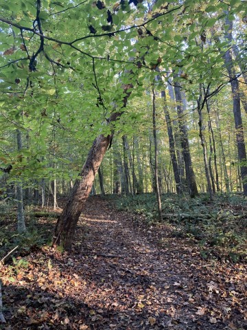 Park Photo  (183256)