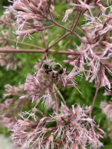 Park Photo  (185444)