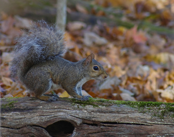 Park Photo  (162519)
