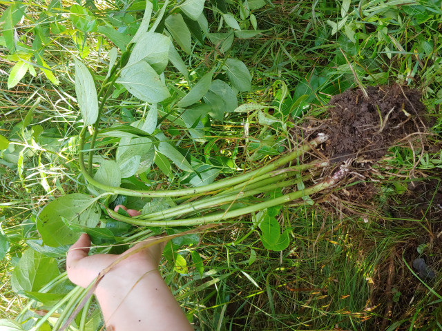 Agency Photo  (147613)