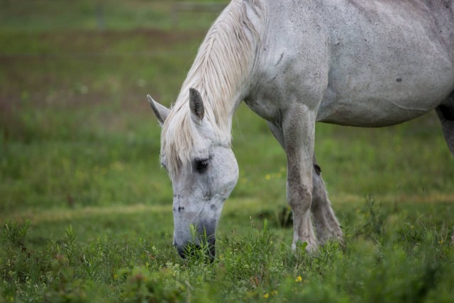 Agency Photo  (184955)