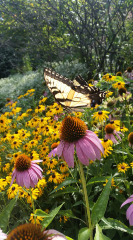 Agency Photo  (157771)