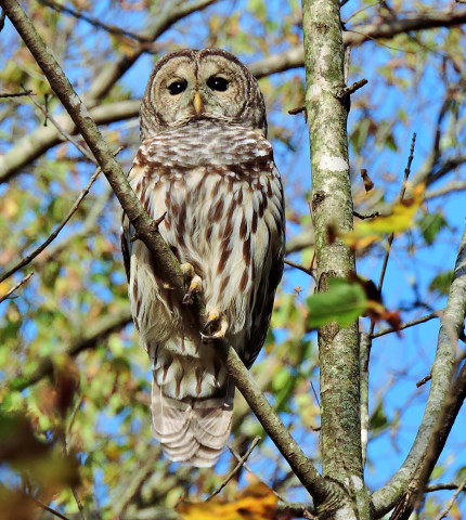 Agency Photo  (164692)