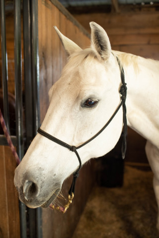 Agency Photo  (172962)