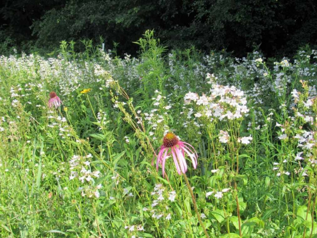 Nonprofit Photo  (159533)