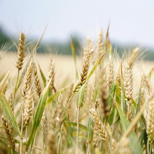 Community Partner Logo